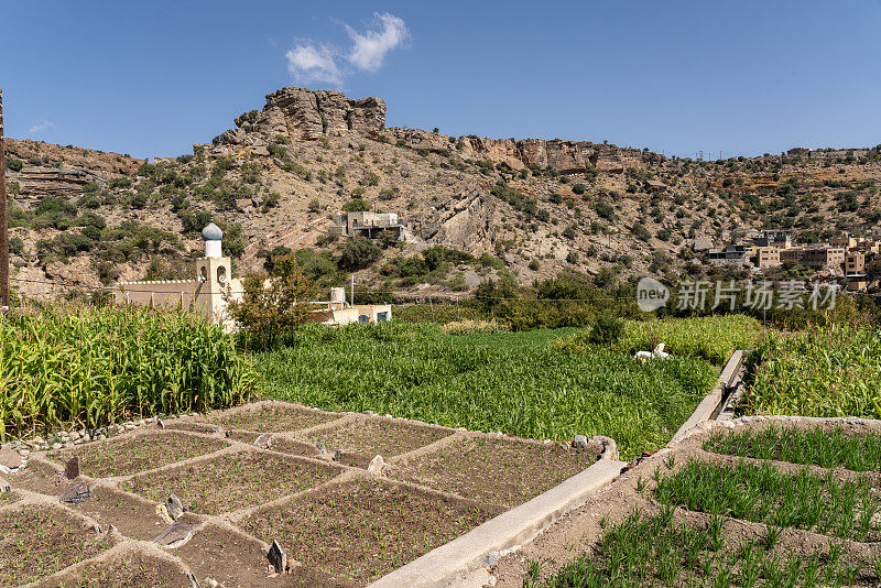 阿曼Jebel Akhdar山区的村庄和梯田